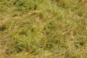 interiér porastu (júl)