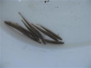 Cobitis taenia