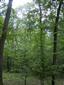 Karpatské a panónske dubovo-hrabové lesy (23.7.2013)