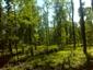 Eurosibírske dubové lesy na spraši a piesku (22.7.2013)