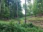 Mlynárka dlhochvostá (30.5.2023)