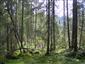 Brezové, borovicové a smrekové lesy na rašeliniskách (12.8.2013)