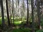 Brezové, borovicové a smrekové lesy na rašeliniskách (19.8.2013)