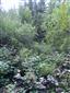 Brezové, borovicové a smrekové lesy na rašeliniskách (13.9.2013)