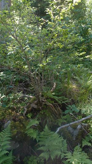 kríky Lonicera nigra rastú na lokalite často na skalách