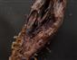 tri kukoľné komôrky na zhrubnutej vidlici konárov staršieho kríka Lonicera nigra
