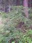 mladšie kríky Lonicera nigra husto zmladzujúce na okraji lesa pri ceste