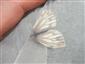 Foto Pieris napi f.bryoniae