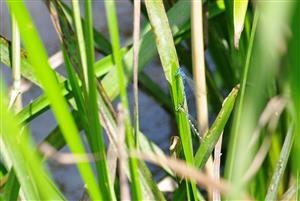 pár Coenagrion ornatum (Rudava - Plavecký Peter)