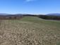 Včelár lesný (včelár obyčajný) (29.3.2023)