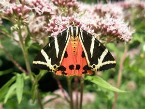 Foto Callimorpha quadripunctaria na TML