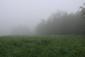 trasochvost biely (8.5.2023)