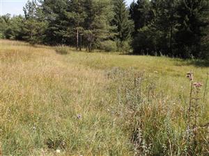 pohľad na časť slatiny na Podlesku