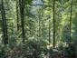 Kyslomilné bukové lesy (16.8.2013)