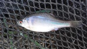 Rhodeus sericeus