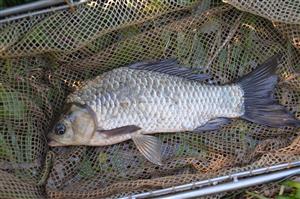 Carassius auratus