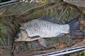 Carassius auratus