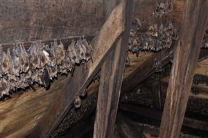 veža s časťou kolónie Myotis myotis