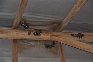 podkrovie s časťou kolónie Myotis myotis