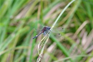 vážka Leucorrhinia pecoralis (samec)