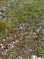 Pionierske porasty na plytkých karbonátových a bázických substrátoch zväzu Alysso-Sedion albi (26.7.2013)