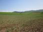 Vrana popolavá (20.5.2023)