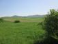 Vrana popolavá (20.5.2023)