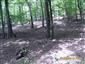 Karpatské a panónske dubovo-hrabové lesy (31.7.2013)