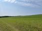 Vrana popolavá (26.5.2023)