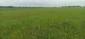 Orol krikľavý (6.6.2023)