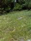 Suchomilné travinnobylinné a krovinové porasty na vápnitom podloží (*dôležité stanovištia Orchideaceae) (27.7.2013)