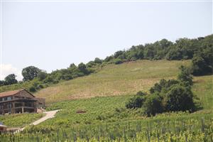 Celkový pohľad na lokalitu Viničky s novozaloženými vinicami