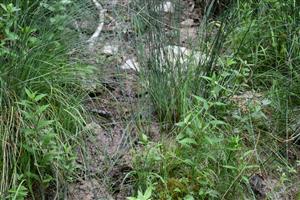 Pohľad na porasty s Juncus inflexus a Lycopus europaeus.