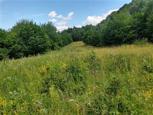 Habitat M. arion na lokalite Mirkovce.
