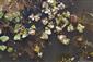 Najpočetnejšie zastúpené druhy, Trapa natans a Utricularia australis