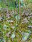 Pohľad na Drosera rotundifolia v čase optima na TML