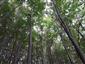 Lipovo-javorové sutinové lesy (21.6.2023)