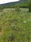 Suchomilné travinnobylinné a krovinové porasty na vápnitom podloží (*dôležité stanovištia Orchideaceae) (5.8.2013)