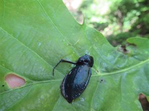 TMP, Carabus scheidleri zawadzkii
