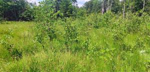 postupujúca sukcesia drevín