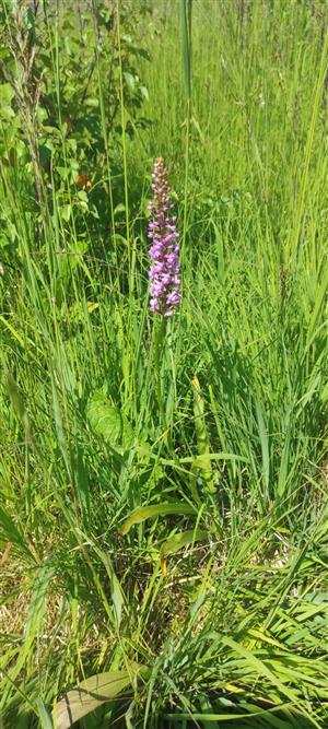 Gymnadenia densiflora