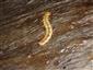 TMP3 (Cucujus cinnaberinus, larva)
