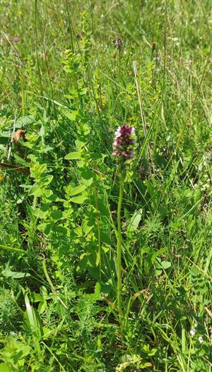 orchis ustulata na lokalite