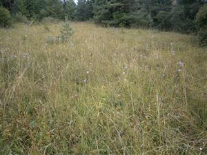 pohľad na lokalitu - severná časť TML