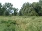 potápnik dvojčiarový (20.9.2013)