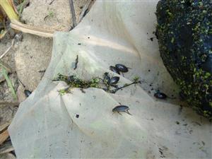 Ip. hony, zber smýkaním