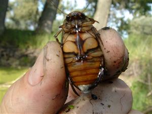 Dytiscus marginalis