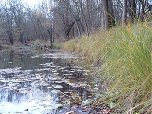 Leles, rameno Berkés (litorál)