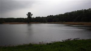 TML (rameno plesiopotamon Starý les)