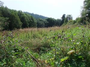 Pohľad na nekosenú časť biotopu - výskyt nitrátofilných a ruderálnych druhov